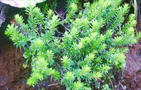 ШИКША(водяника чёрная)-лекарственное растение. -Восточная Сибирь